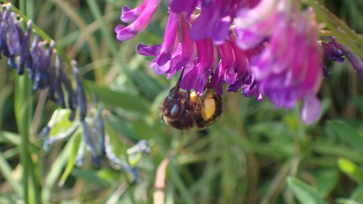 Zwarte sachembij-vrouwtje op vogelwikke