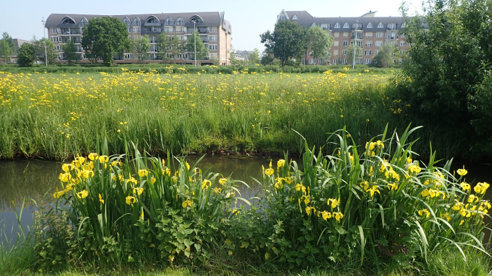 sloot met bloemrijke oever