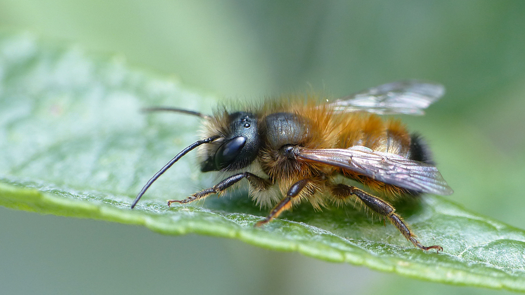 Rosse metselbij zit op groen blad