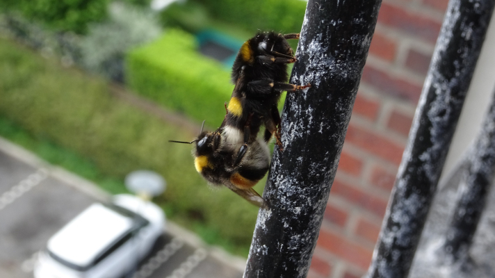parende hommels op spijl van een balkon