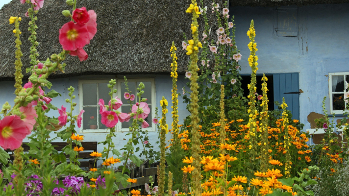 tuinbloemen en huis op de achtergrond