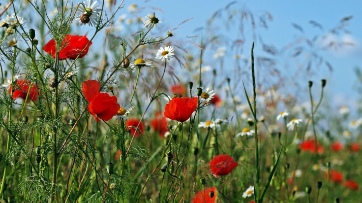 bloeiende akkerkruiden