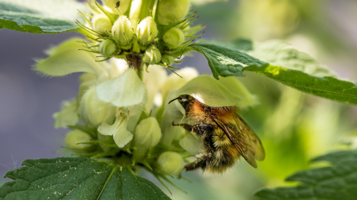 witte dovenetel met akkerhommel