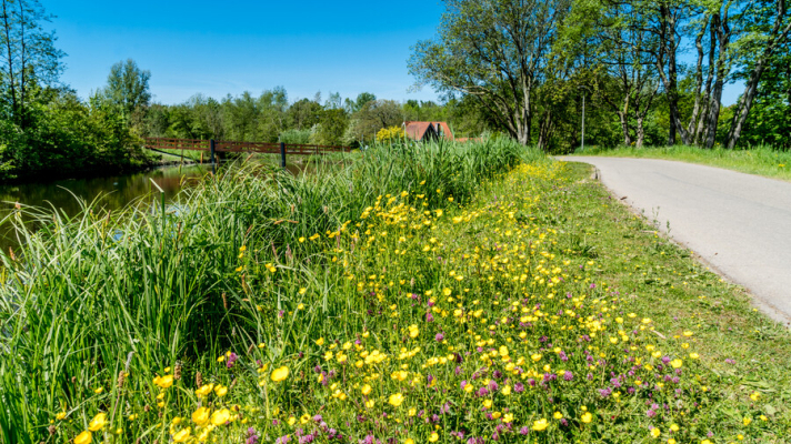 bloemrijk dijkje met fietspad, bomen en riet