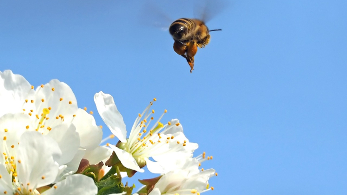 vliegende honingbij en bloesem