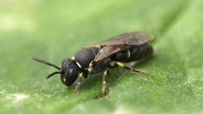 vrouwtje stadsmaskerbij