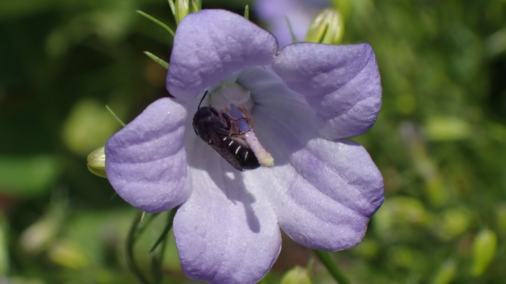 vrouwtje grote klokjesbij op een grasklokjesbloem