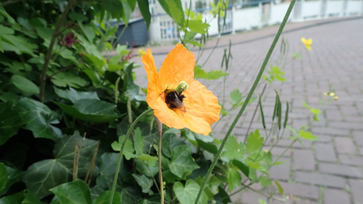 hommel op oranje papaver in de stad