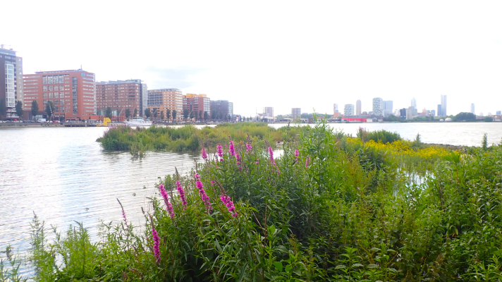 Rotterdam vanaf Eiland van Brienenoord