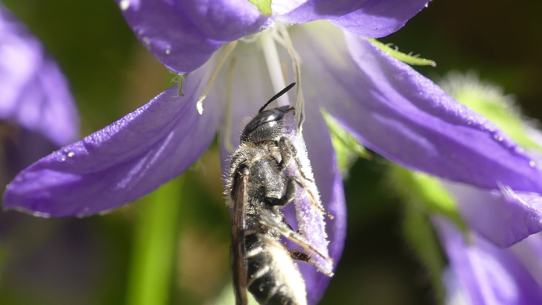 wilde bijensoort grote klokjesbij zit op de stamper van een klokje