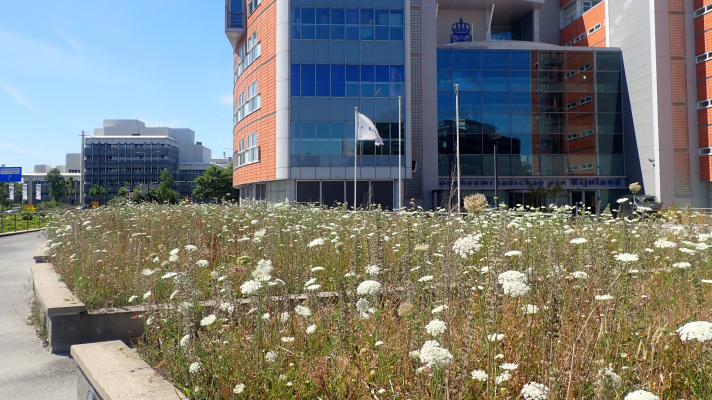 bloeiende bloembakken Hoogheemraadschap van Rijnland