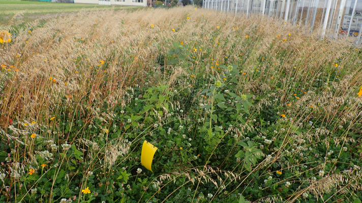 kruidenrijke strook naast een kas