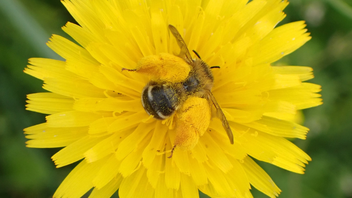 pluimvoetbij op biggenkruid
