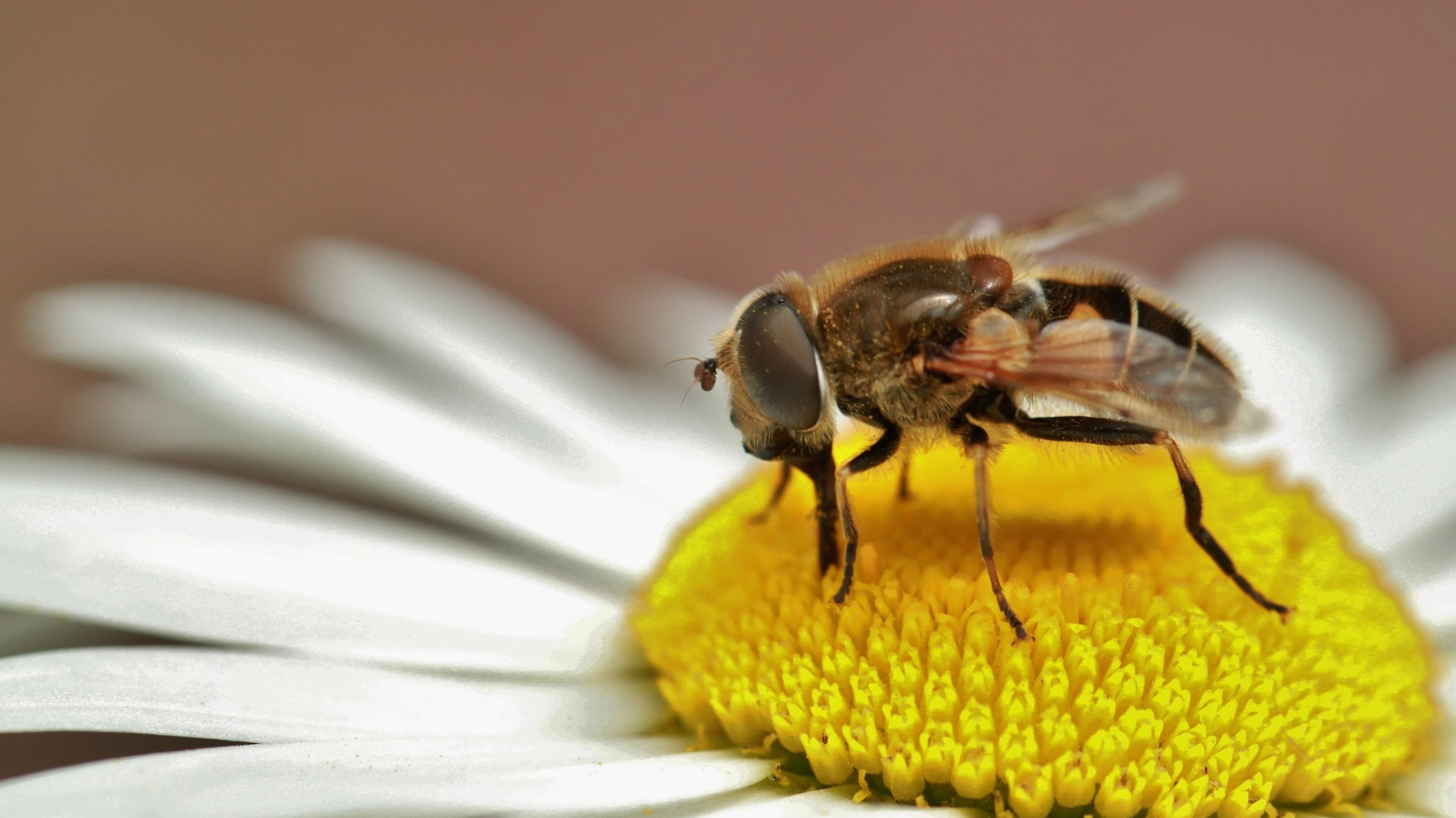 Zweefvlieg op een bloem