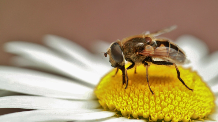 Zweefvlieg op een bloem