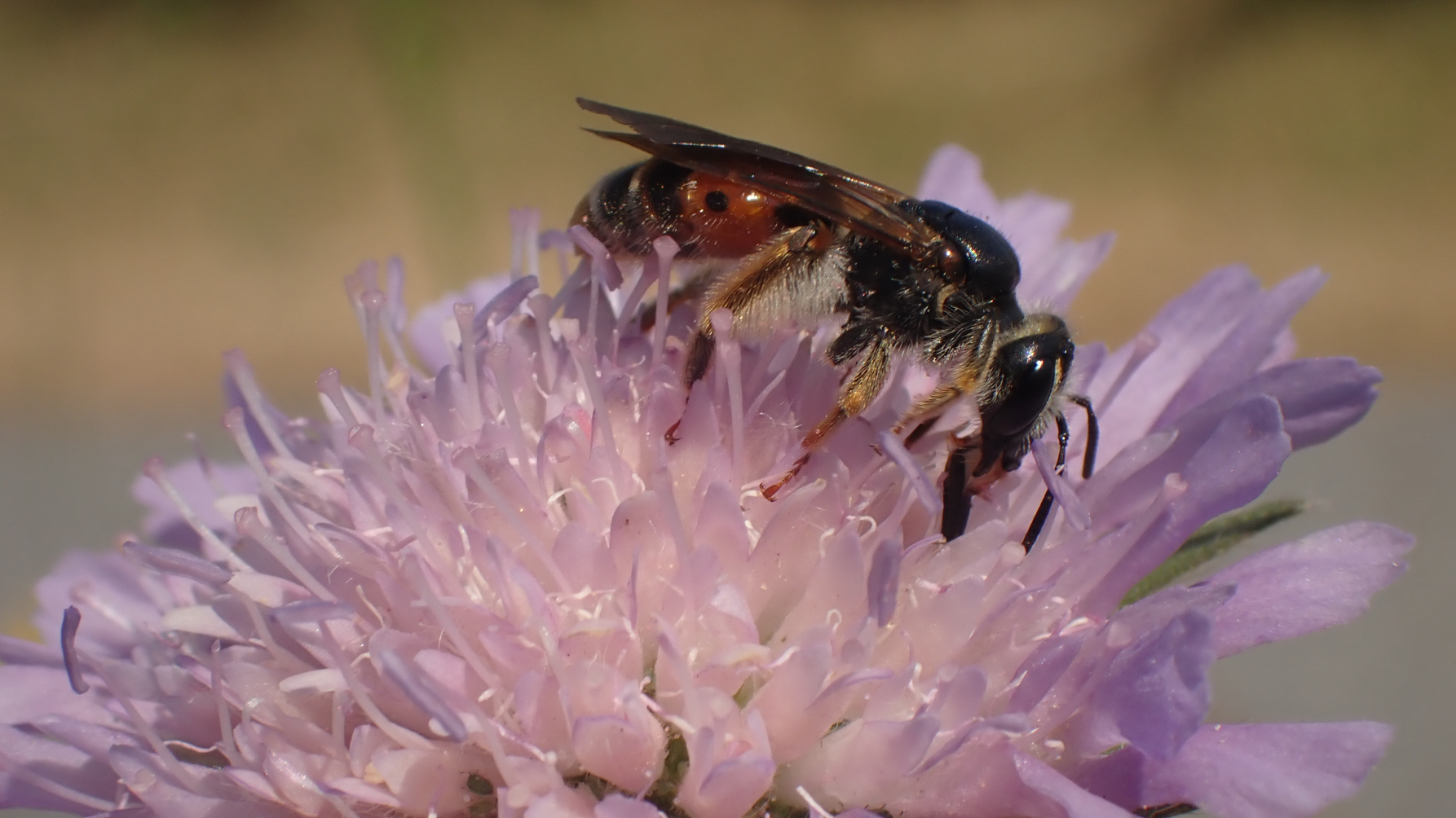 Knautiabij op beemdkroon