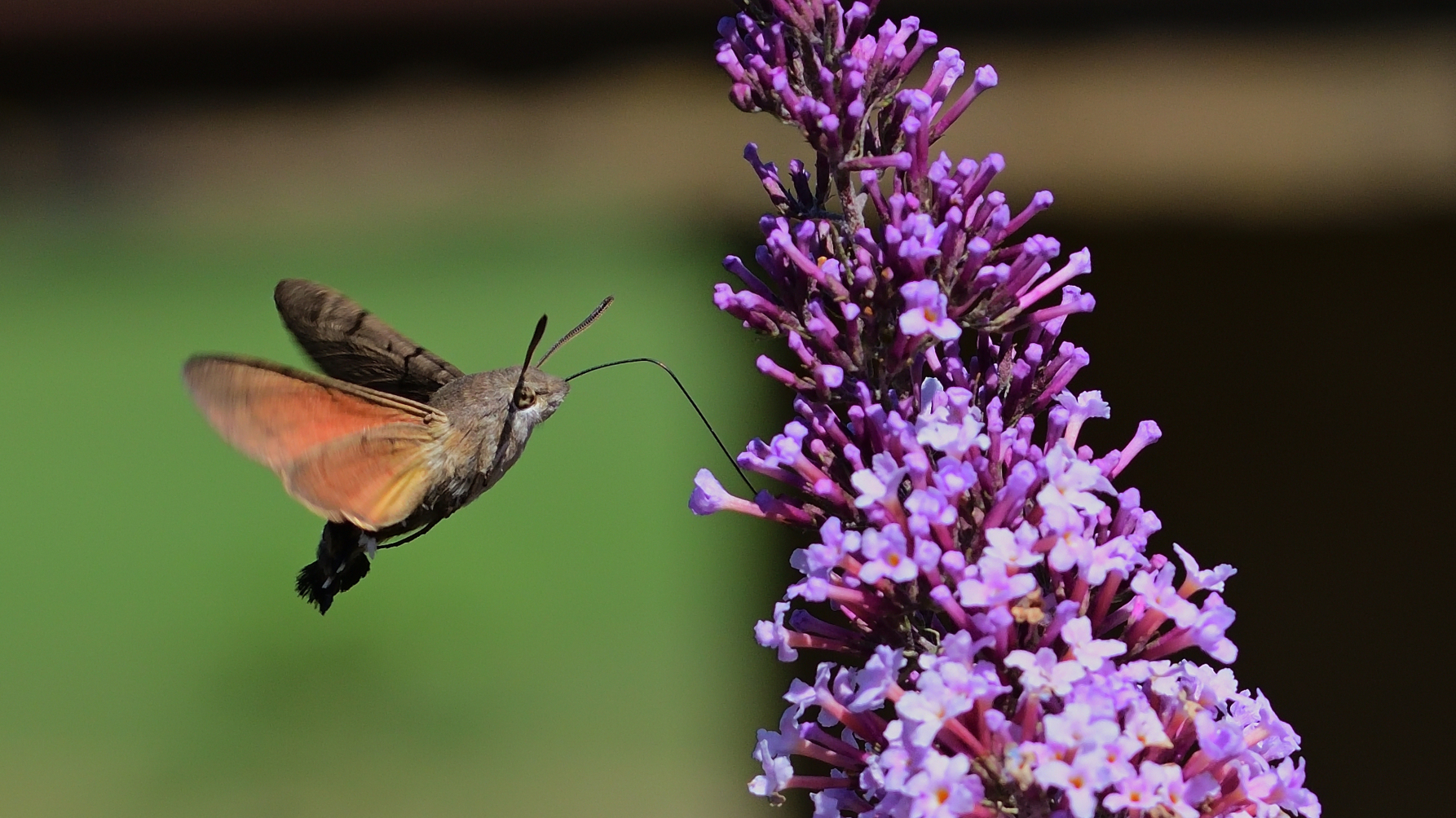 bloem vlinderstruik met kolibrivlinder