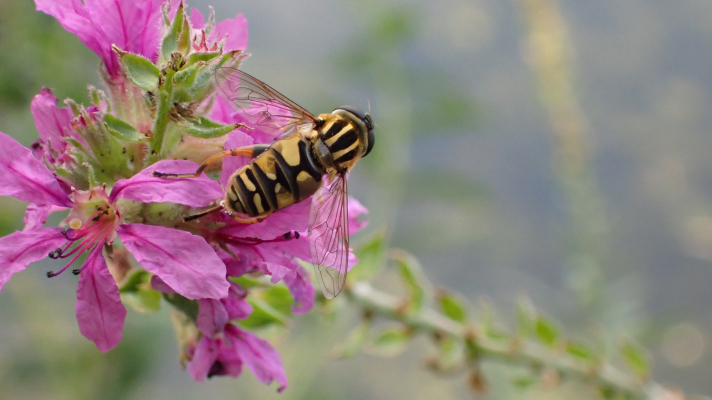 gewone pendelzweefvlieg op bloem grote kattenstaart