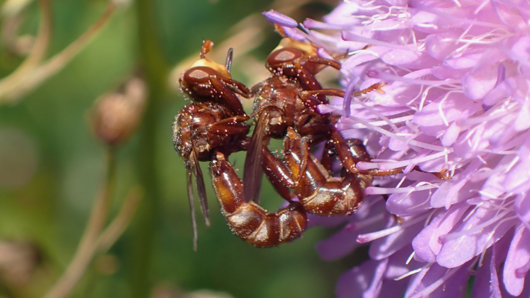 parende roestbruine kromlijven (een vliegensoort) op beemdkroonbloem