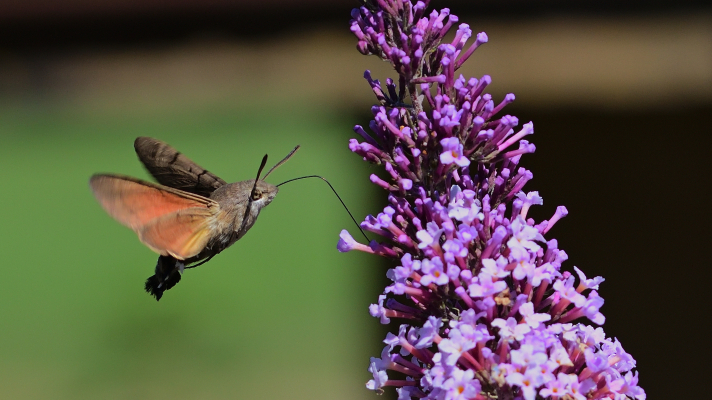 Bloem Vlinderstruik met kolibrivlinder