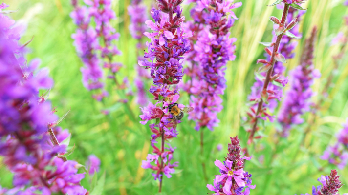 grote kattenstaart met hommel