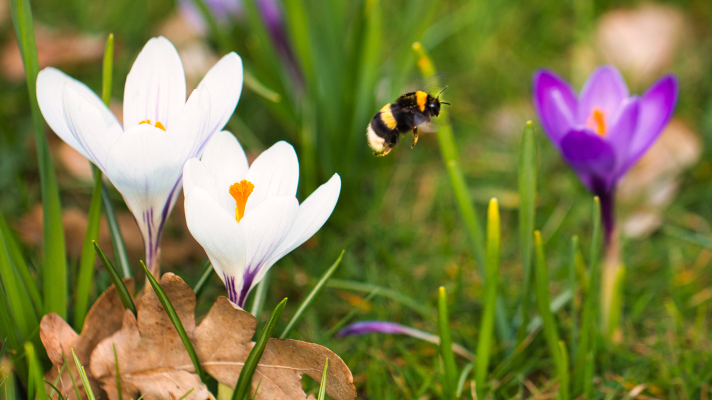 hommel vliegt tussen bloeiende krokussen