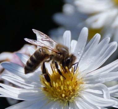 Veertig procent bijen en vlinders met uitsterven bedreigd