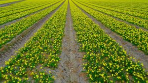 daffodil-field-562990_1280