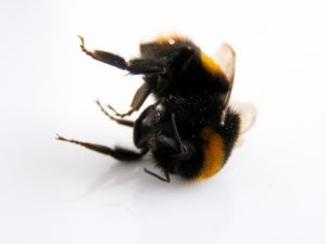 bumblebee-2229030_1920
