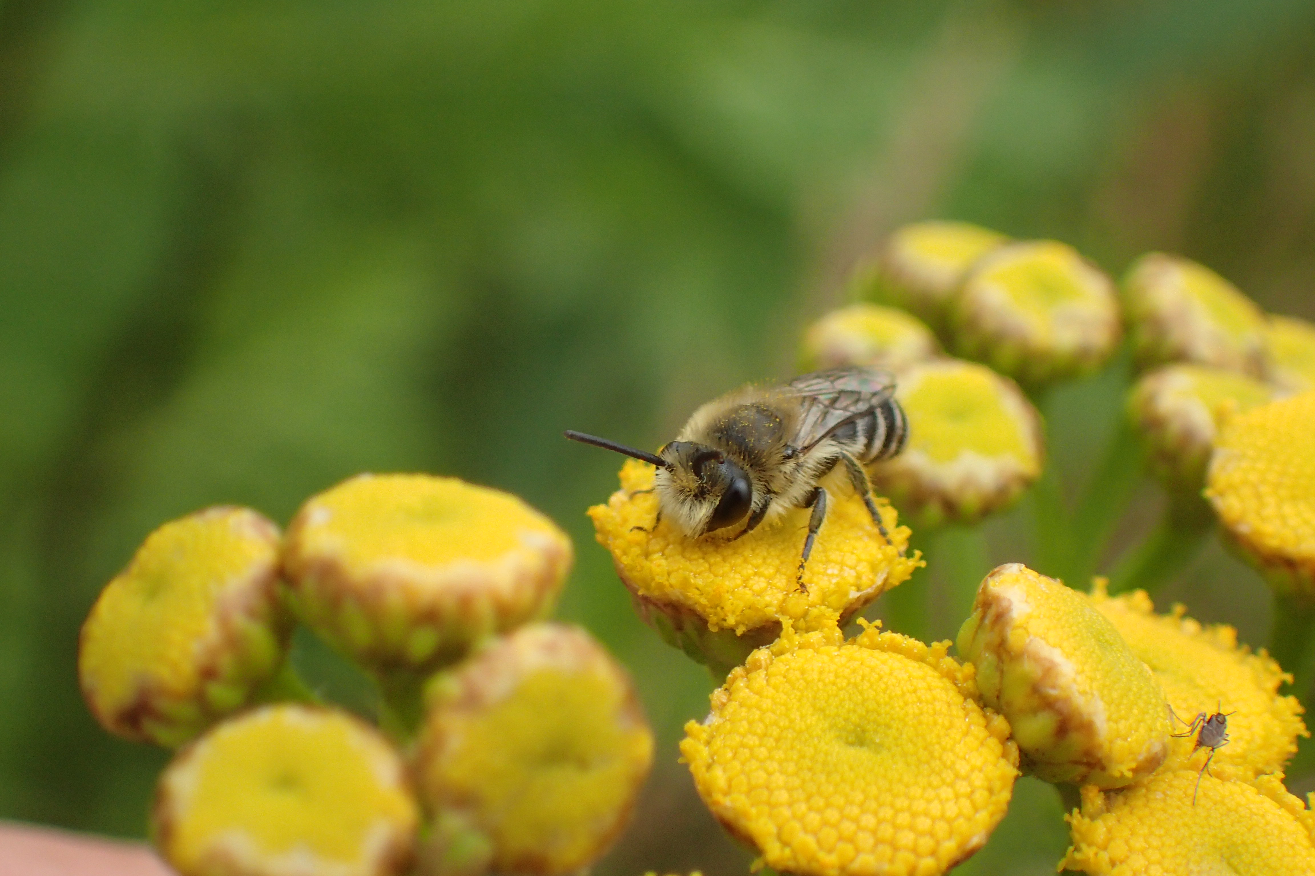 Planten verdroogd? Deze bijenplanten kunnen wèl tegen de droogte