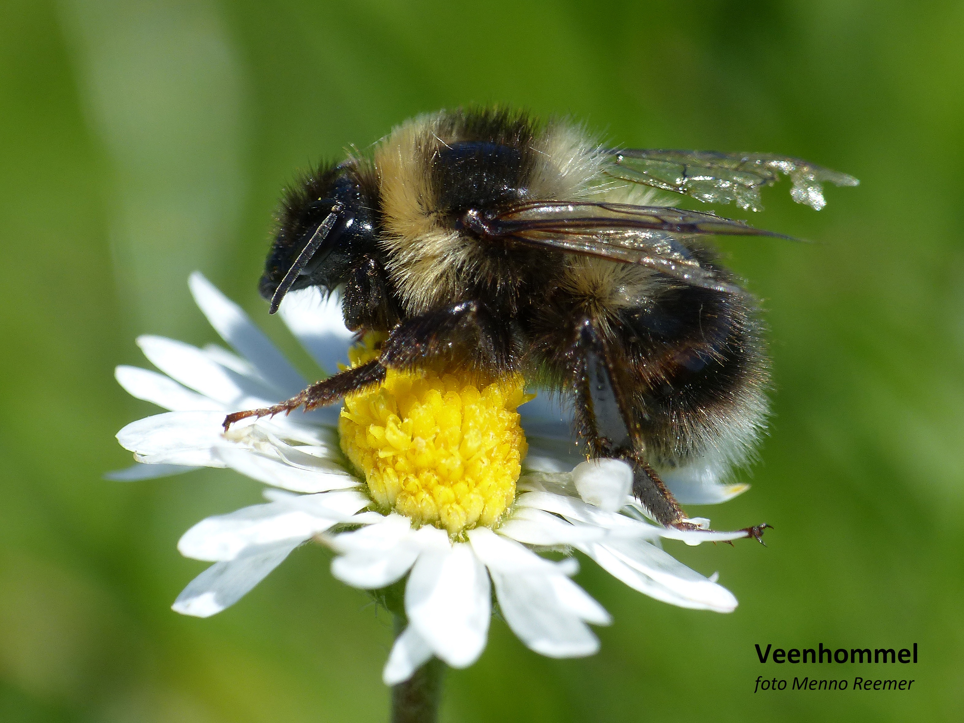 Internationale erkenning: Groene Cirkel Bijenlandschap is een Voluntary Conservation Area