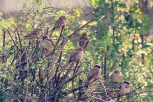 sparrows-5039128