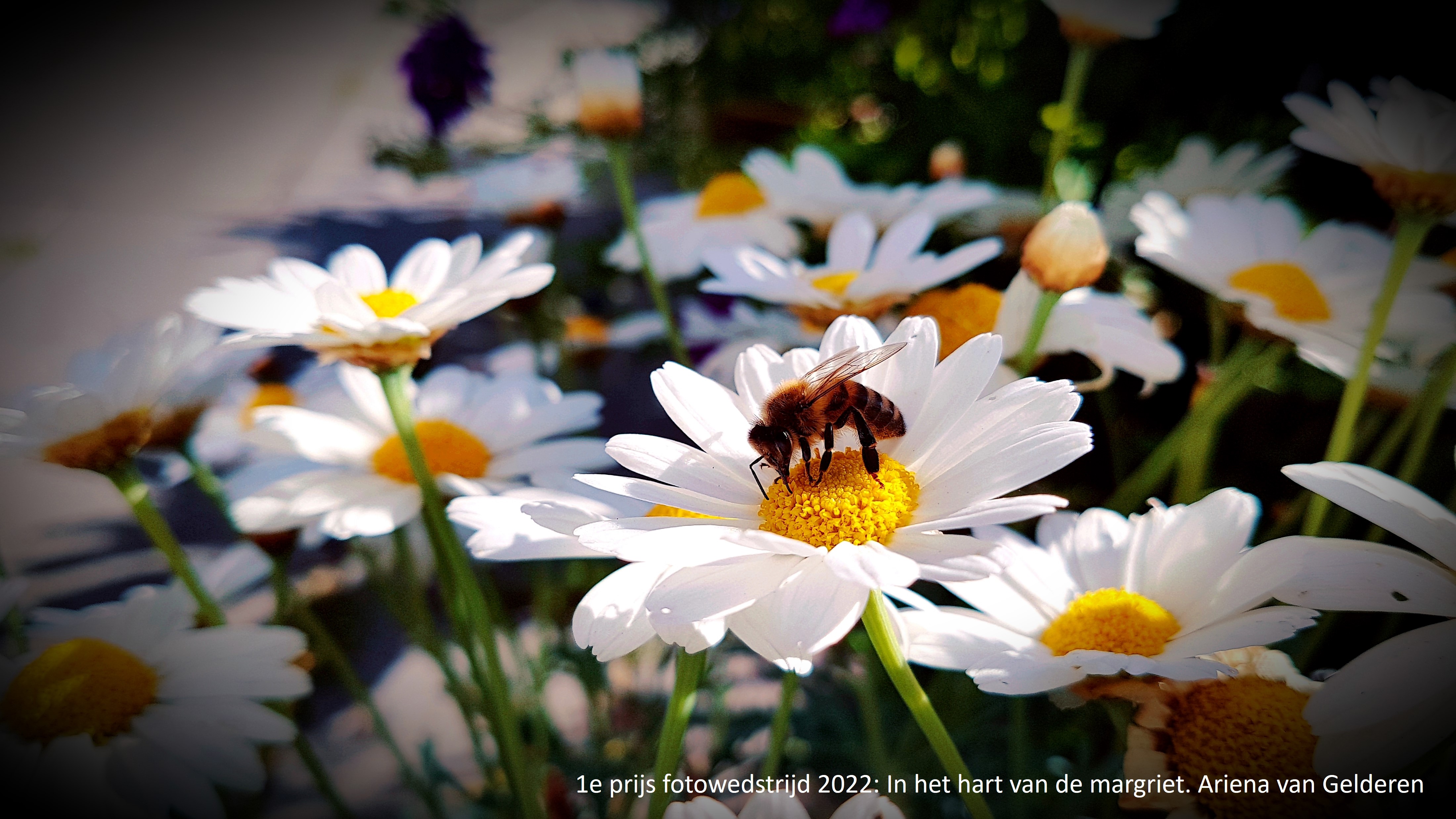 Winnaars fotowedstijd Groene Cirkel Bijenlandschap bekend