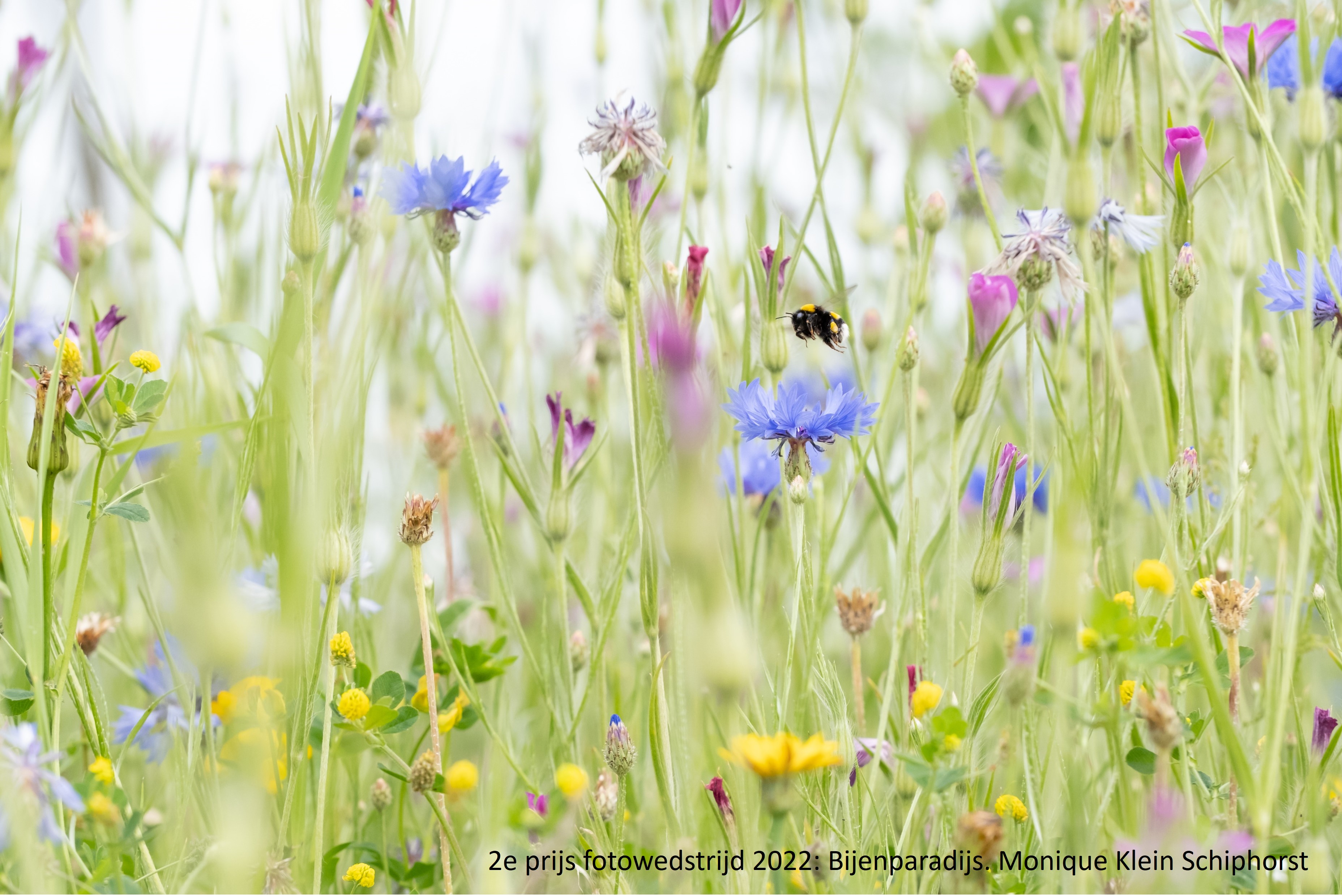 Doe mee aan de Bijenlandschap Fotowedstrijd 2023 en stuur je mooiste foto’s in!
