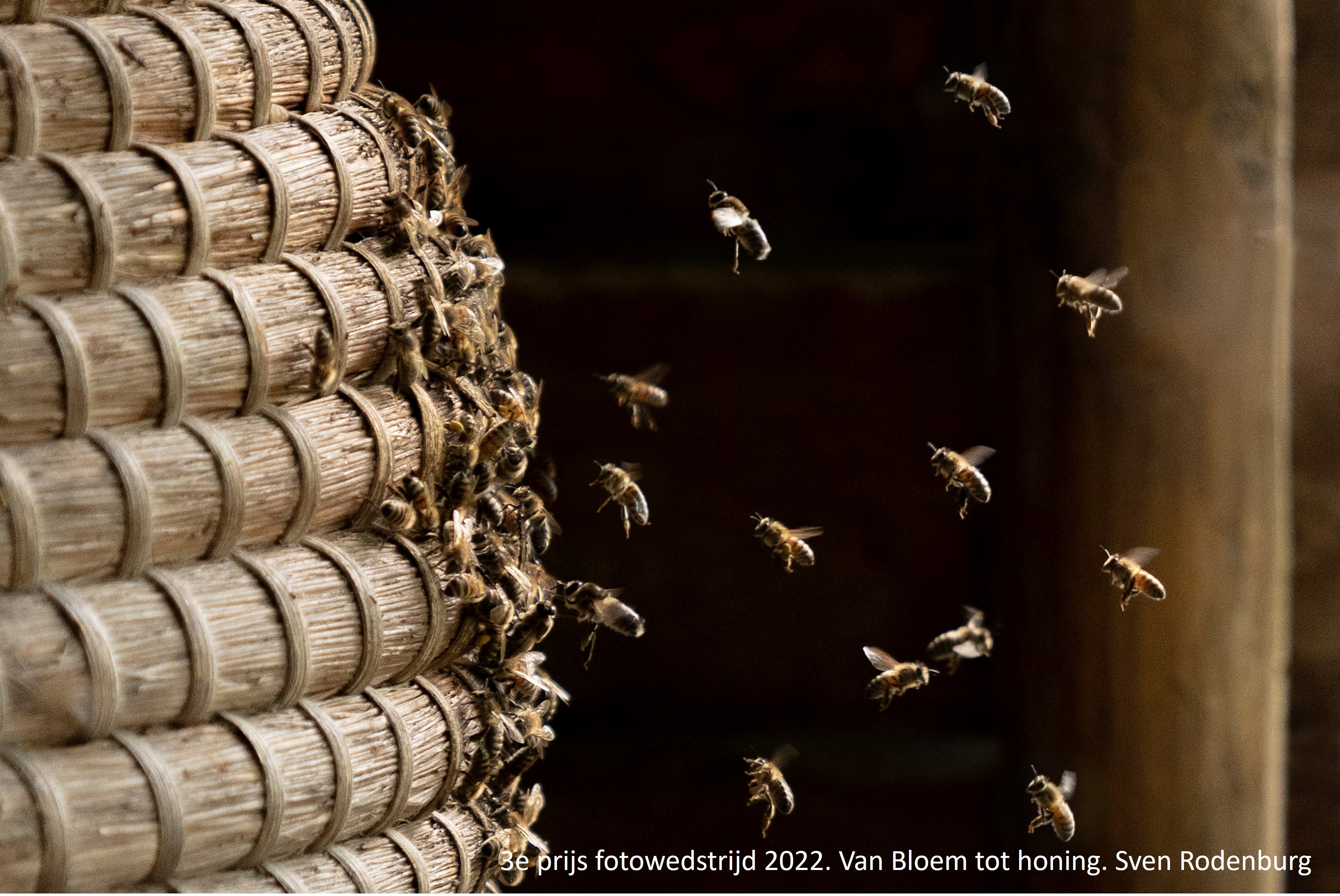 Winnaars fotowedstijd Groene Cirkel Bijenlandschap bekend